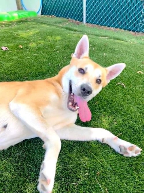 Photo of Marjory, adoptable Carolina Dog in Durham, North Carolina