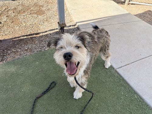 Photo of Kyler, adoptable Wheaten Terrier in Phoenix, Arizona