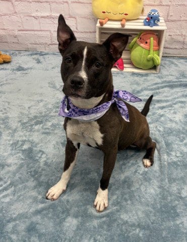 Photo of Applebees, adoptable Pit Bull Terrier in Detroit, Michigan