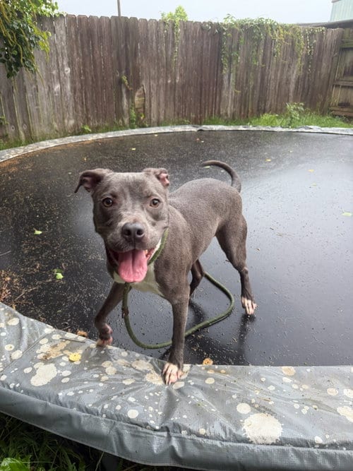 Photo of Serenity, adoptable American Pit Bull Terrier in Jackson, Mississippi