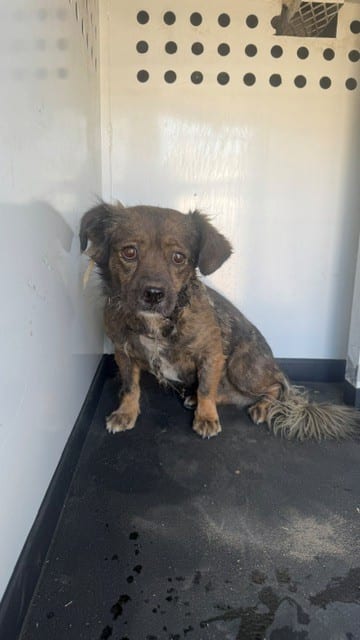 Photo of Senior Chihuahua - Smooth Coated mix, adoptable Chihuahua - Smooth Coated mix in Bakersfield, California