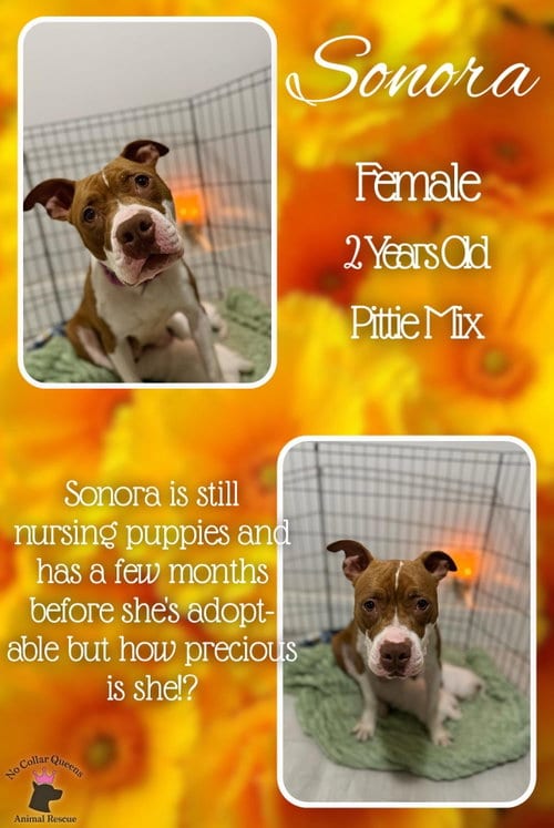 Photo of Sonara, adoptable Pit Bull Terrier in Jacksonville, North Carolina