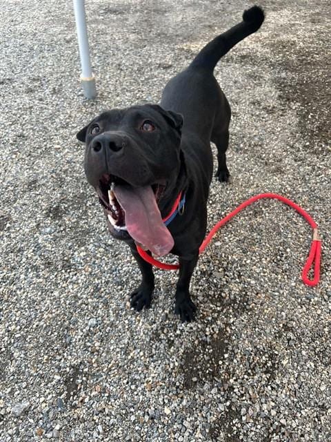 Photo of Girl, adoptable Pit Bull Terrier in Palmetto, Florida