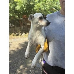 Photo of Azalea, adoptable Rat Terrier in Doral, Florida