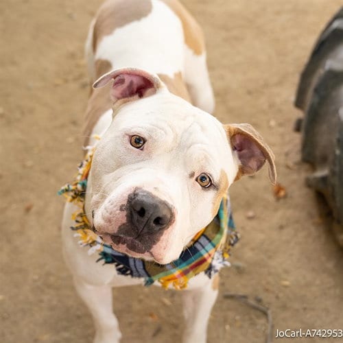 Photo of Jocarl, adoptable American Bulldog in Sacramento, California
