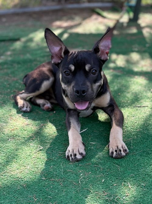 Photo of Maxwell, adoptable Terrier in Spring Lake, New Jersey