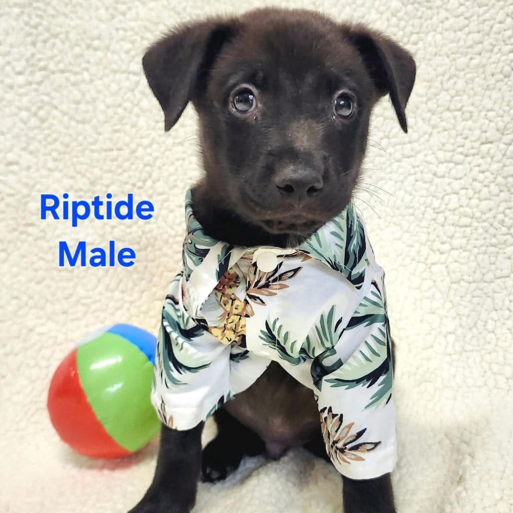 Photo of Riptide, adoptable Shepherd, Australian in Monticello, Iowa