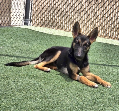 Photo of Dragon, adoptable German Shepherd Dog in Norco, California