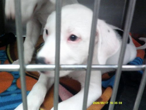 Photo of A480841, adoptable Pit Bull Terrier in Oklahoma City, Oklahoma