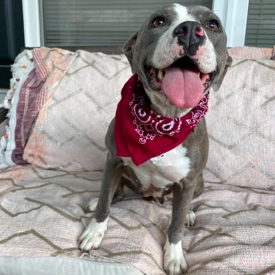 Photo of Cookie, adoptable Terrier, Pit Bull in Starkville, Mississippi