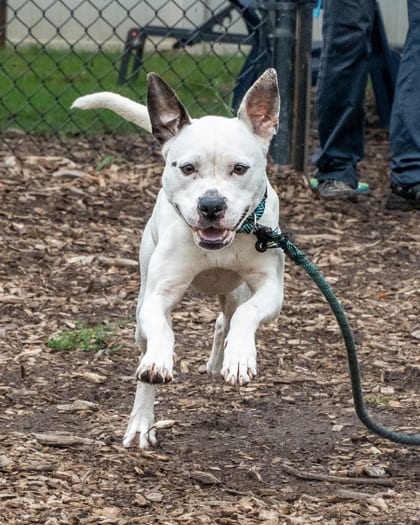 Photo of Studgy, adoptable dog in Chamblee, Georgia