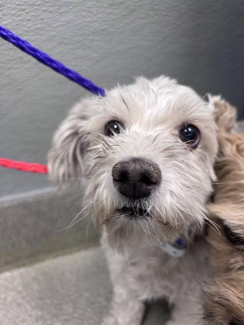 Photo of Ralphina, adoptable Maltese in Las Vegas, Nevada