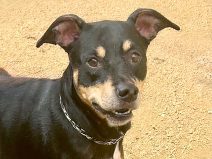 Photo of Kona, adoptable dog in Georgetown, Texas