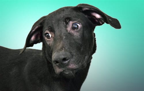 Photo of Bronco, adoptable Labrador Retriever in Ft Lauderdale, Florida