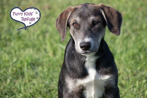 Photo of Laney, adoptable Shepherd in Lee's Summit, Missouri