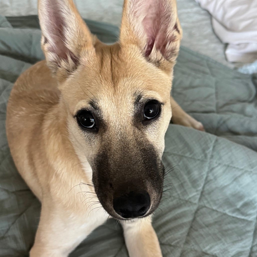 Photo of Nena, adoptable Shepherd in Houston, Texas