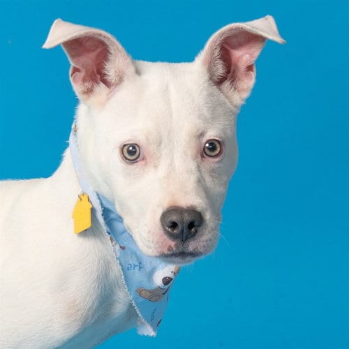 Photo of Magnolia, adoptable Pit Bull Terrier in St Louis, Missouri