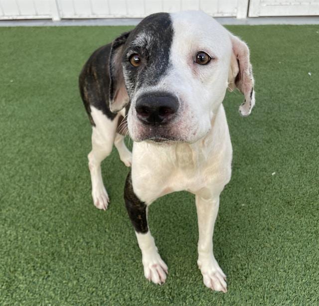 Photo of Cookie, adoptable dog in Palmetto, Florida