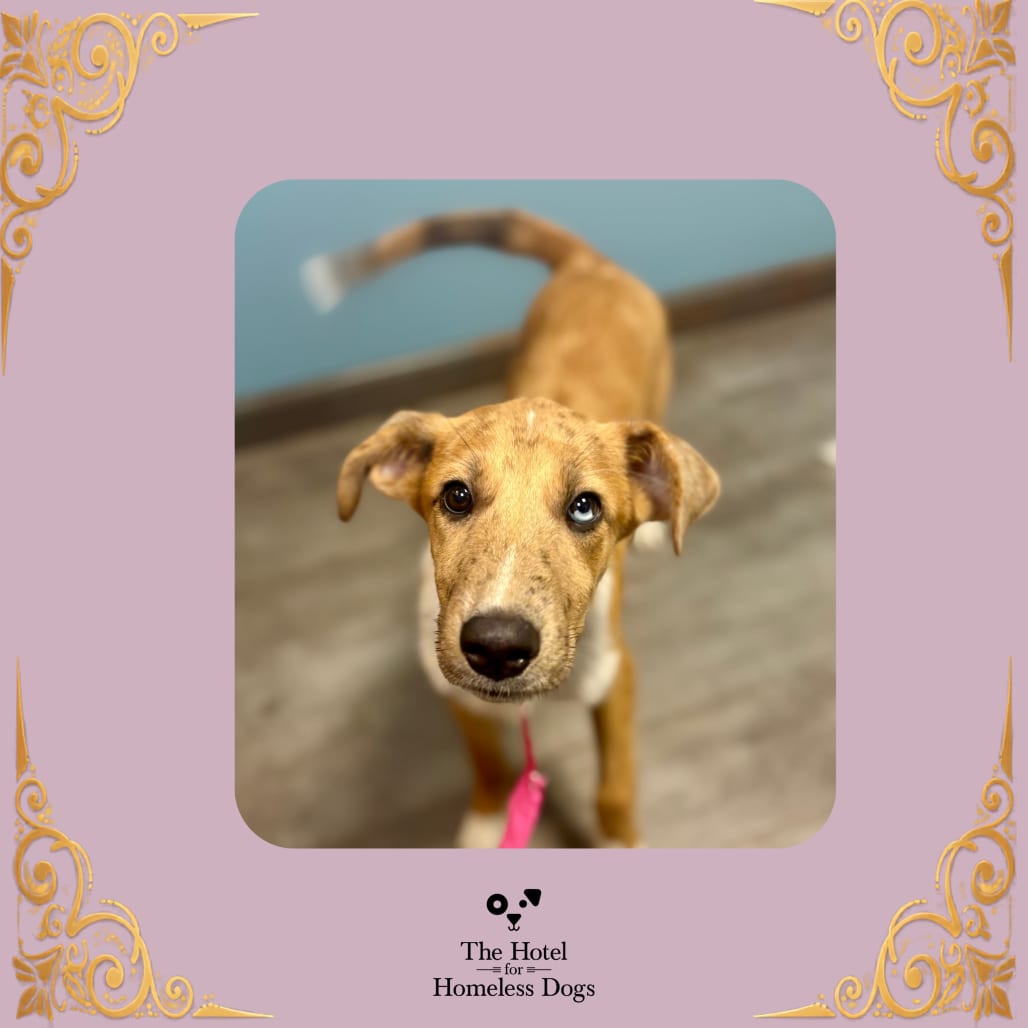 Photo of Zara, adoptable Hound / Catahoula Leopard Dog in Cumberland, Rhode Island
