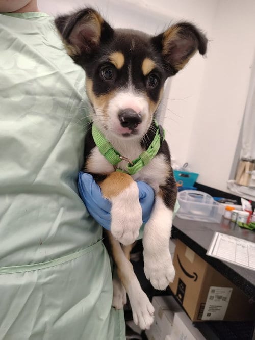 Photo of Dr. Dre, adoptable Australian Shepherd in Phoenix, Arizona