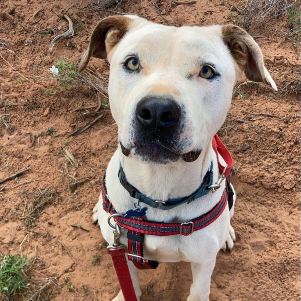 Photo of Mike, adoptable Terrier, American Staffordshire / Mix in Kanab, Utah
