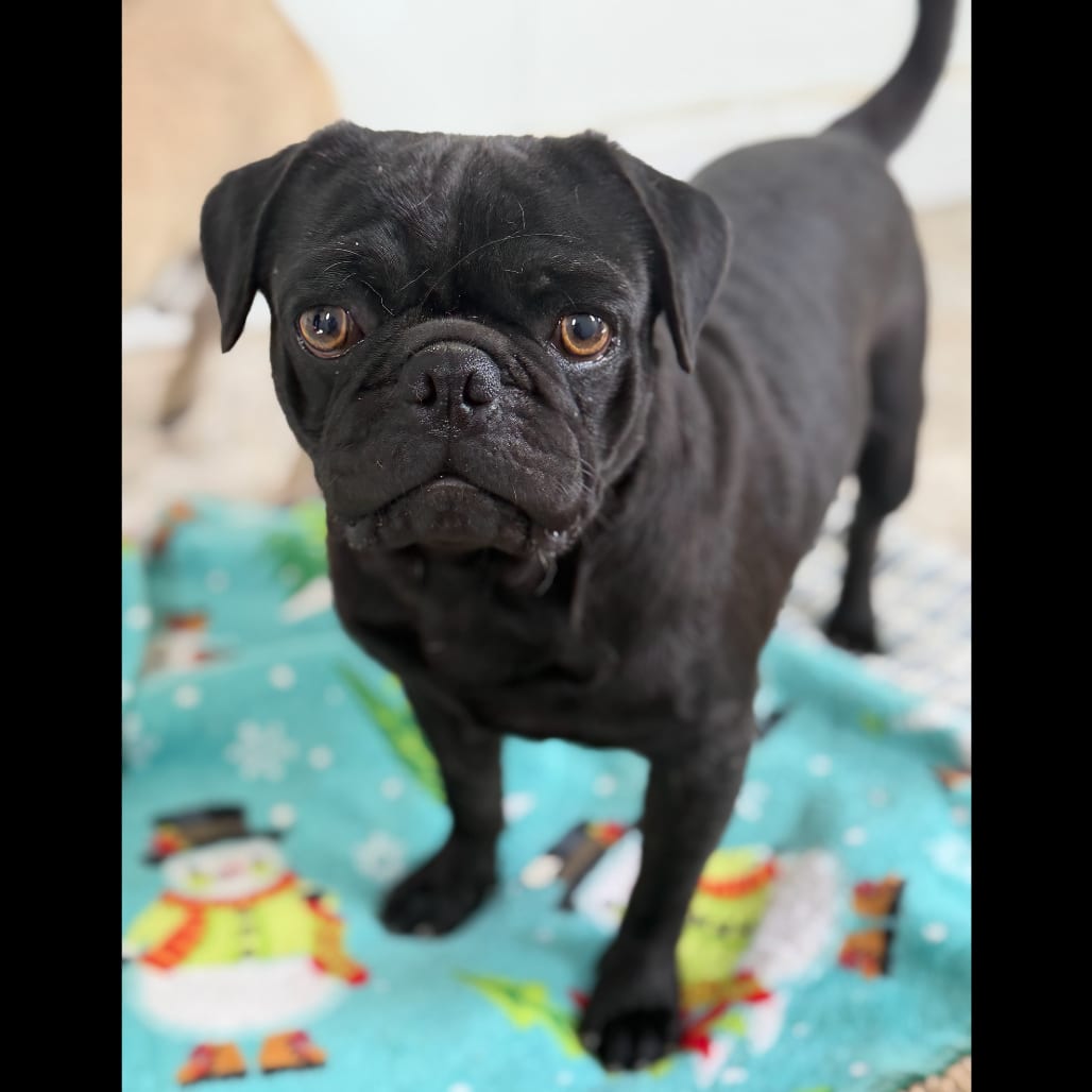 Photo of Jet, adoptable Pug in California, California