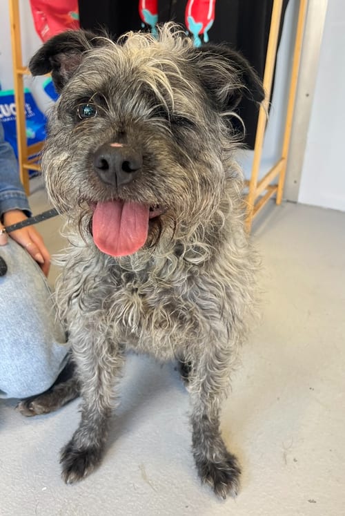 Photo of Winky #0417, adoptable Terrier in Studio City, California