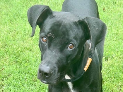 Photo of Stormy, adoptable dog in Georgetown, Texas
