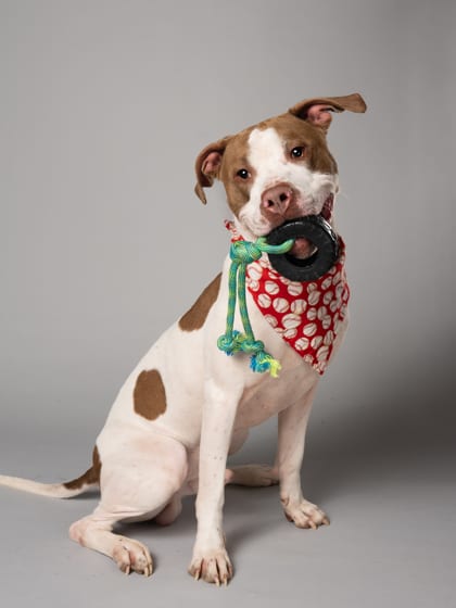 Photo of Timba, adoptable dog in Atlanta, Georgia