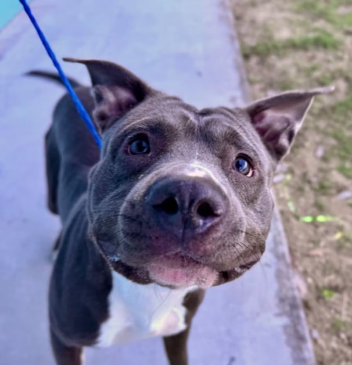 Photo of Fella, adoptable American Pit Bull Terrier in New Orleans, Louisiana