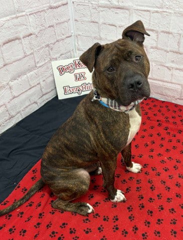 Photo of Canaan, adoptable Pit Bull Terrier in Detroit, Michigan