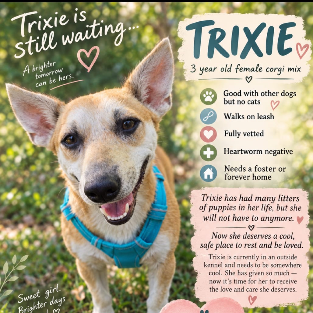 Photo of Trixie, adoptable Corgi, Pembroke Welsh / Terrier in Maryland, Maryland
