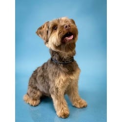 Photo of Rocky, adoptable Yorkie, Yorkshire Terrier in Doral, Florida