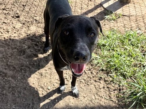 Photo of Horis, adoptable Staffordshire Bull Terrier in Houston, Texas