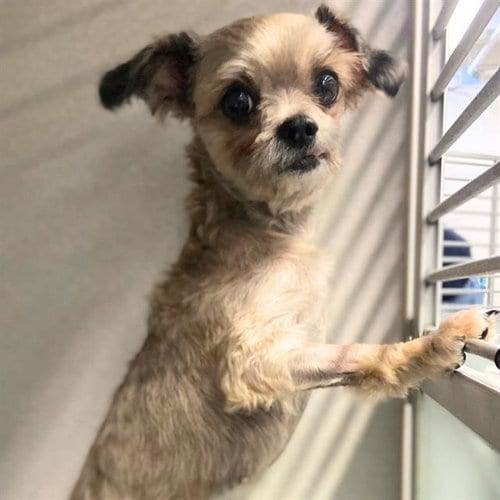 Photo of Sansa, adoptable Lhasa Apso in Aurora, Colorado