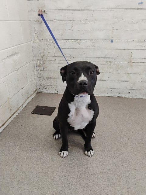 Photo of Precious, adoptable Pit Bull Terrier in San Bernardino, California