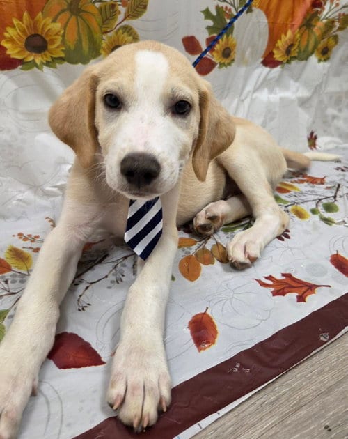 Photo of Cuddles, adoptable Pointer in Attalka, Alabama