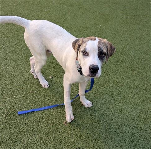 Photo of Jack Skellington, adoptable Great Pyrenees in San Martin, California