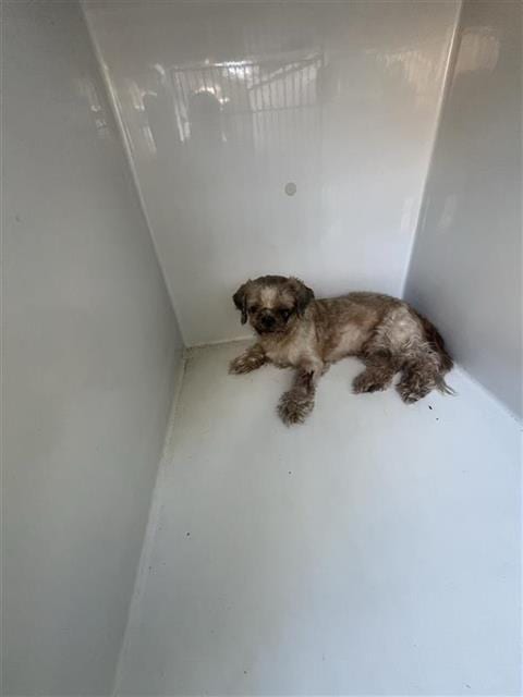 Photo of Senior Shih Tzu, adoptable Shih Tzu in Houston, Texas