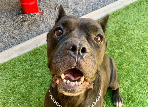 Photo of Arma, adoptable Cane Corso Mastiff in Moreno Valley, California