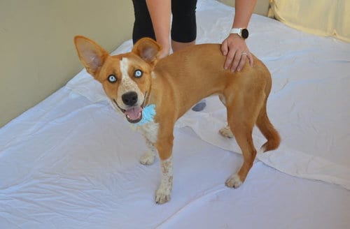 Photo of Plonk, adoptable Australian Cattle Dog/Blue Heeler in McKinney, Texas