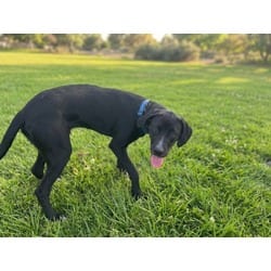 Photo of Turbo, adoptable Labrador Retriever in Texas City, Texas