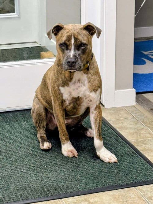 Photo of Hatcher (GA), adoptable Boxer in New York, New York