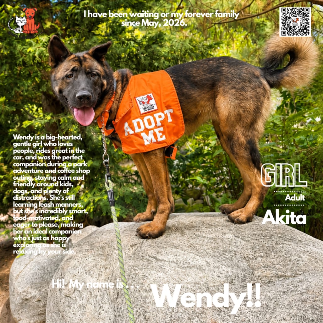 Photo of Wendy, adoptable Akita in Westminster, California