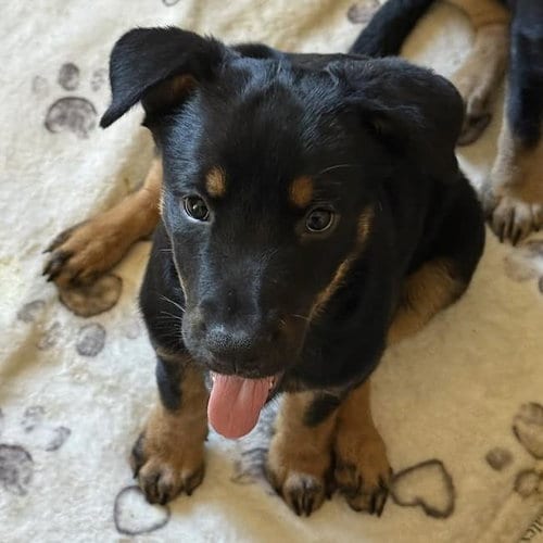 Photo of Eureka Pup - Donovan, adoptable Wirehaired Fox Terrier in San Diego, California