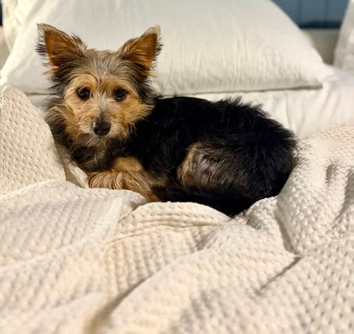 Photo of A Beckett, adoptable Yorkshire Terrier Yorkie in Allentown,, Pennsylvania