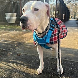 Photo of Waffles, adoptable American Bulldog in Boulder, Colorado