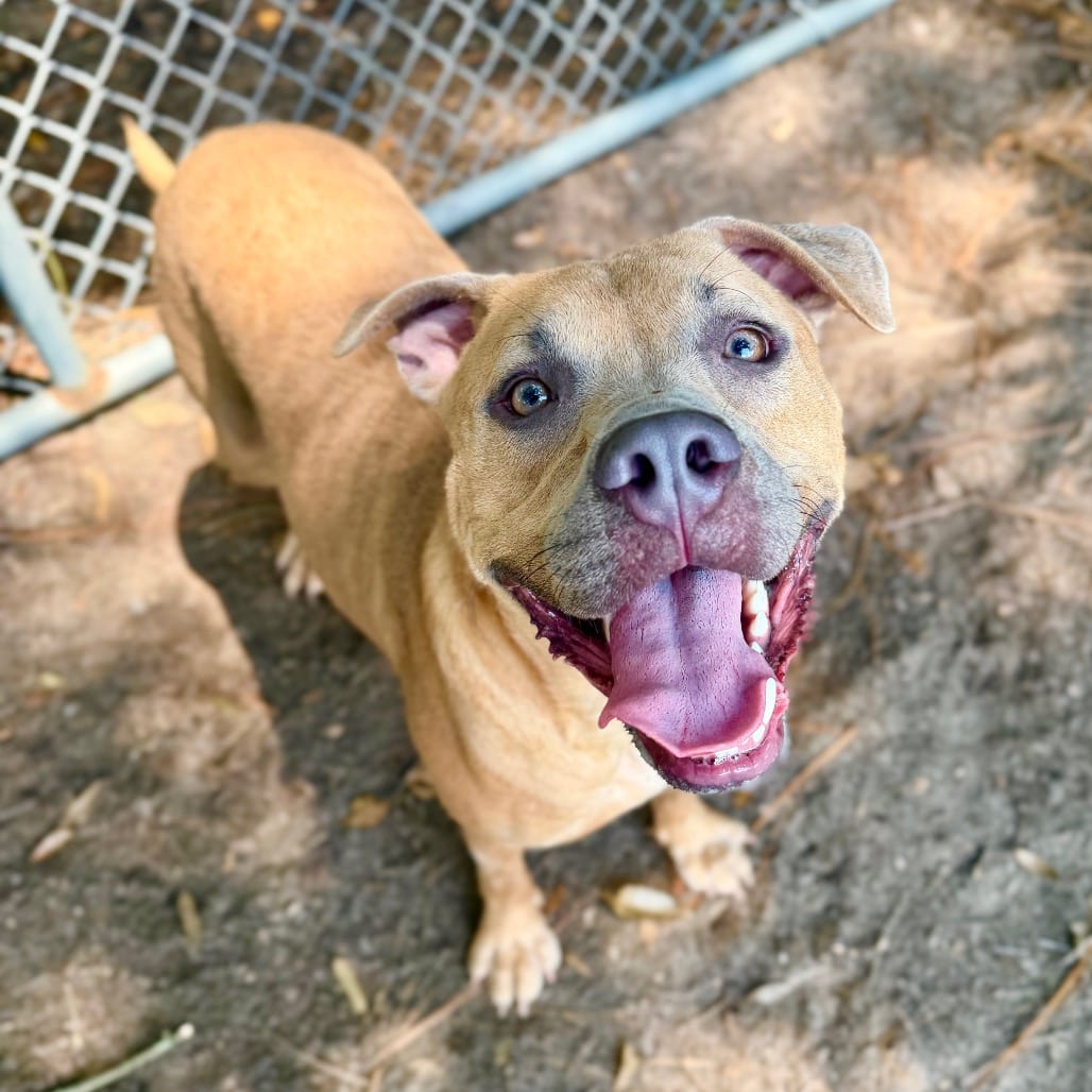 Photo of Chief, adoptable Mixed Breed (Small) in Milton, Florida