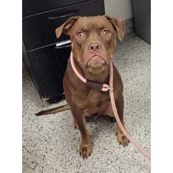 Photo of Scrappy Doo, adoptable American Pit Bull Terrier in Kansas City, Missouri