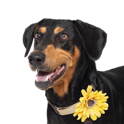 Photo of Wednesday, adoptable Doberman Pinscher in Lompoc, California